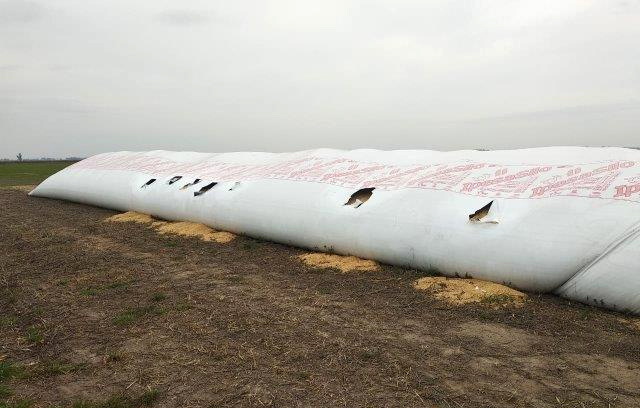 Silo bolsa: cómo proteger al gran aliado del productor agropecuario